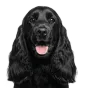 Cocker Spaniel, adult