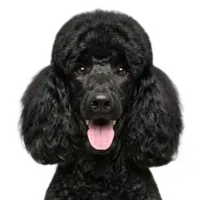 Adult Poodle portrait from Dog Kennel Simulator
