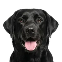 Adult Labrador portrait from Dog Kennel Simulator