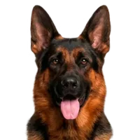 Adult German Shepherd portrait from Dog Kennel Simulator
