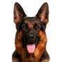 German Shepherd, adult