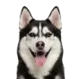 Husky, adult