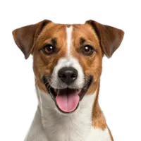 Adult Jack Russell Terrier portrait from Dog Kennel Simulator