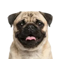 Adult Pug portrait from Dog Kennel Simulator