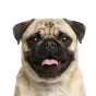 Pug, adult