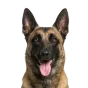 Belgian Malinois, adult
