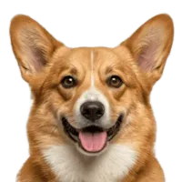 Adult Corgi portrait from Dog Kennel Simulator