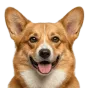 Corgi, adult