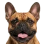 French Bulldog, adult
