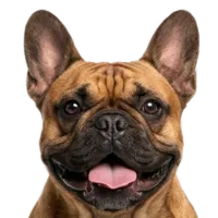 Adult French Bulldog portrait from Dog Kennel Simulator
