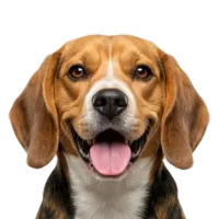 Adult Beagle portrait from Dog Kennel Simulator