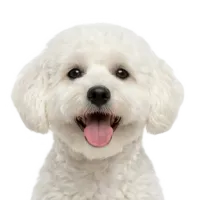 Adult Maltipoo portrait from Dog Kennel Simulator