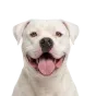 American Bulldog, adult
