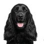 Cocker Spaniel, junior