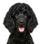 Poodle, junior