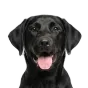 Labrador, junior