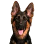 German Shepherd, junior