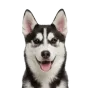 Husky, junior