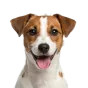 Jack Russell Terrier, junior