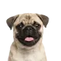 Pug, junior