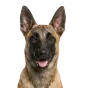 Belgian Malinois, junior