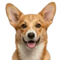 Corgi, junior