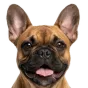 French Bulldog, junior