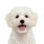 Maltipoo, junior