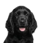 Cocker Spaniel, puppy
