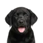 Labrador, puppy