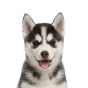 Husky, puppy