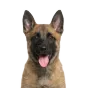 Belgian Malinois, puppy