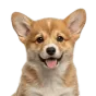 Corgi, puppy