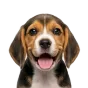 Beagle, puppy
