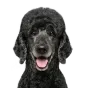 Poodle, senior