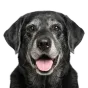Labrador, senior