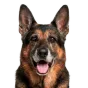 German Shepherd, senior
