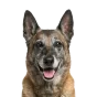 Belgian Malinois, senior