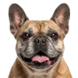French Bulldog, senior